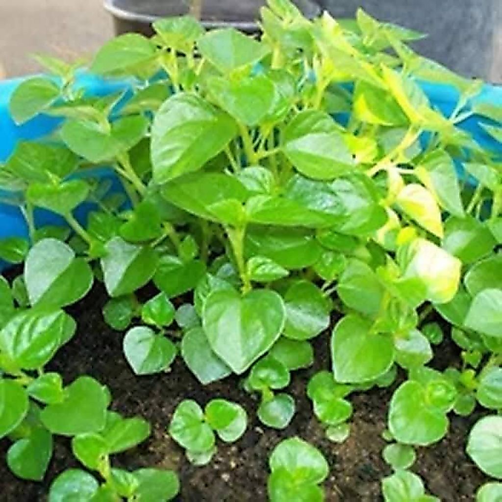 Hạt Giống Rau Càng Cua F1 💯 Hàng Xịn Nảy Mầm Cực Đỉnh Rất Năng Suất