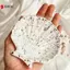 Khuôn Silicon Bê Tông Hình Vỏ Thiết Kế Sáng Tạo Khay Trang Sức Khuôn Đất Sét VN