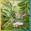 BVY Hamster Phòng Tắm Vệ Sinh 2 Trong 1 Gạc Trong Suốt Thiết Kế Bồn Tắm Phòng Lớn Để Vệ Sinh Thú Cưng Chải Lông Và Chơi.
