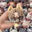 Identity V Sang Trọng Móc Khóa Nhà Báo Bida Cầu Thủ Tiểu Thuyết Hiệp Sĩ Naiad Dango Sang Trọng Mặt Dây Chuyền Túi Quyến Rũ Quà Tặng