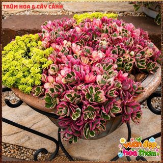 Cành Hoa Mười Giờ SAM CẨM THẠCH HOA ĐỎ Lá Viền Rất Xinh KHÔNG GIAO XA ⌚ Làng Hoa Sa Đéc