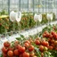 Móc lăn treo cà chua - Giá bánh xe sợi hoa - Móc treo bánh xe dây có thể điều chỉnh - Trellis hỗ trợ giấm trái cây - Dụng cụ cố định leo cây / Giao hàng miễn phí
