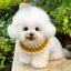 Khăn Cho Mèo Chó Yếm Thú Cưng Handmade Khăn Nước Bọt Dễ Thương Thú Cưng Phụ Kiện Bichon Muppet Yếm Đồ Trang Trí Thú Cưng