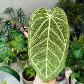 Khăn lau nhà bếp ITRUMPET, Khăn tay mềm lá, Khăn thấm dày hai lớp khô tốc độ Sử dụng nhà bếp