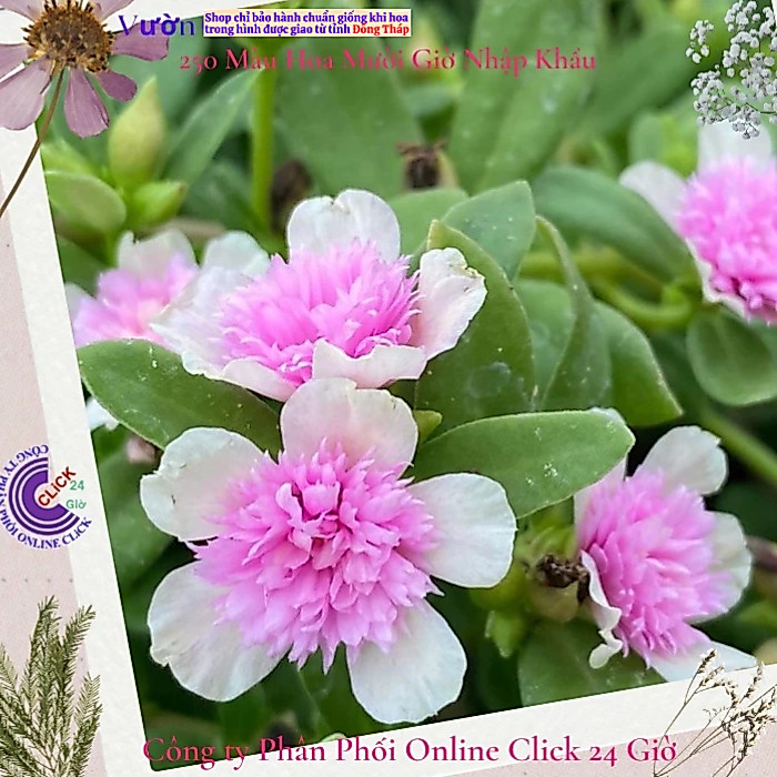 [NỞ CẢ NGÀY] Cành Giống Hoa Sam Kép Màu Vàng Hồng Nhạt Hoa Mười Giờ Sam Thái Kép Màu Đẹp Hoa Mười Giờ Bonsai & Phụ Kiện