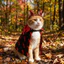 Áo choàng Cosplay mèo FUHUIOT, Bộ áo choàng dơi cho chó thoáng khí cổ đứng, trang phục sành điệu có thể điều chỉnh vừa vặn mềm mại thoải mái Pet Devil Headband Dự tiệc theo chủ đề