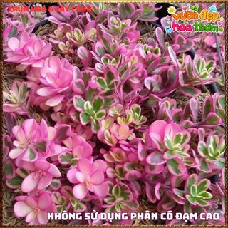 Cành Hoa Mười Giờ SAM CẨM THẠCH HOA ĐỎ Lá Viền Rất Xinh KHÔNG GIAO XA ⌚ Làng Hoa Sa Đéc