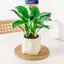 MAKY Mini Tự Tưới Hoa Nồi Cá Nhựa Chậu Cây Tự Tưới Cây Chậu Bình Để Trang Trí Nhà Cửa VN