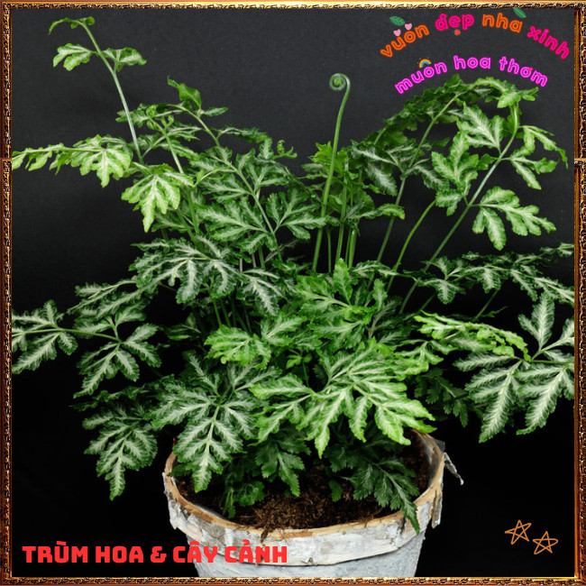 Chậu Cây Dương Xỉ Victoria ưa mát tạo tiểu cảnh xinh xắn thanh tao✳️TRÙM HOA VÀ CÂY CẢNH