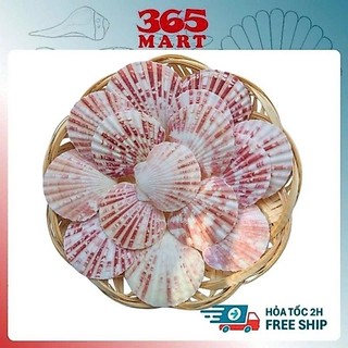 Giá sỉ 1kg vỏ sò điệp - xò bay mix nhiều màu tự nhiên