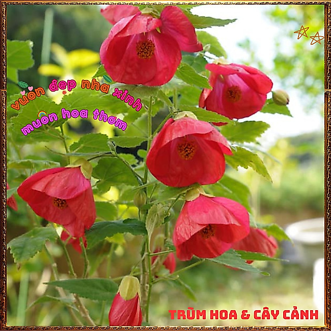 Chậu Hoa Bụp Lồng Đèn ĐỎ LỬA HOÀNG KIM rực rỡ tuyệt đẹp nở quanh năm️📩 Hoa Mười Giờ Bonsai & Phụ Kiện