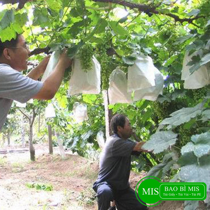 Túi Bọc Trái Cây Cho Ổi, Na, Nhãn, Chống Côn Trùng, Chất Liệu Vải Không Dệt Có Dây Rút, Tiện Lợi, Dùng Bền 3-5 Mùa, Size