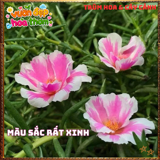 Cành Hoa Mười Giờ THÁI ĐƠN SONG HỶ Siêu Hoa Xinh Xắn Nở Rực Rỡ Mỗi Ngày️️🍔BẢO HÀNH CÂY GIỐNG VÀ HOA CHUẨN