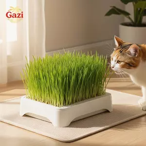 Nồi gieo cỏ cho mèo trong nhà Hạt giống lúa mì không đất cho sức khỏe thú cưng [VN]