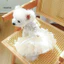 Đầm chó con thời trang thêu viền tinh tế – Váy cưới công chúa cho chó mèo Đồ dùng trang điểm thú cưng cho những dịp đặc biệt Quần áo thú cưng ren mịn