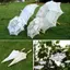 IAPPORTUNIA Hoa Cô Gái Ô Dù, Thêu Nữ Ren Dù Dù Dù, Ảnh Chống Đỡ Cotton Ren Cô Dâu Quà Tặng Đám Cưới Trẻ Em Ô Chống Nắng