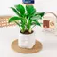 MAKY Mini Tự Tưới Hoa Nồi Cá Nhựa Chậu Cây Tự Tưới Cây Chậu Bình Để Trang Trí Nhà Cửa VN