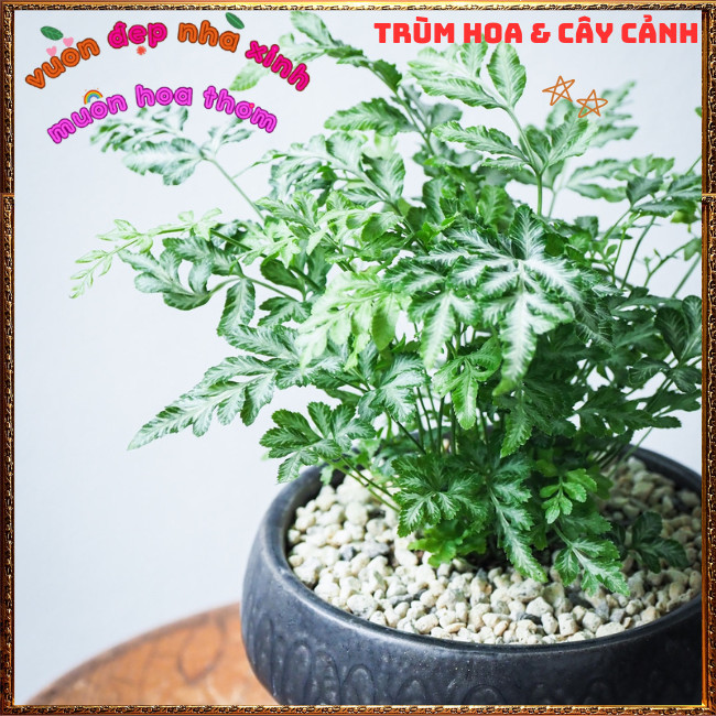 Chậu Cây Dương Xỉ Victoria trồng trong nhà xinh xắn siêu đáng yêu💡Hoa Mười Giờ Bonsai & Phụ Kiện