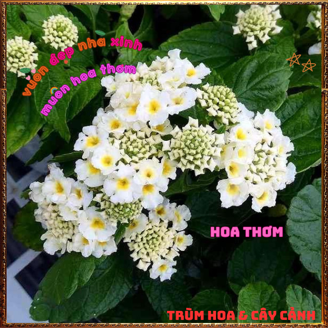 Chậu hoa TRÂM Ổi TRẮNG Thân Đứng rất thơm Ngũ sắc Lá to Nhanh Lớn️🌮 Hoa Mười Giờ Bonsai & Phụ Kiện