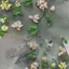 VFZ Flowers Series 3D Cong Móng Tay Khuôn Lily Of The Valley Hoa Sen Tự Làm Cao Cấp Trong Suốt Mẫu Móng Tay Khuôn Móng Tay Nghệ Thuật Trang Trí OTE