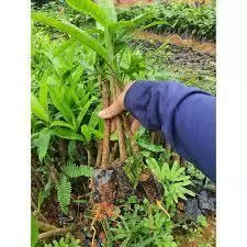🌿 COMBO 7 CÂY GIỐNG SÂM CAU TÂY BẮC – CÂY DƯỢC LIỆU QUÝ, DỄ TRỒNG, SINH TRƯỞNG TỐT 🌿