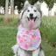 Thú Cưng Dễ Thương Dọc Nước Bọt Khăn Chó Golden Retriever Chó Lớn Alaska Yếm Yếm Dày Nước Bọt Bảo Vệ