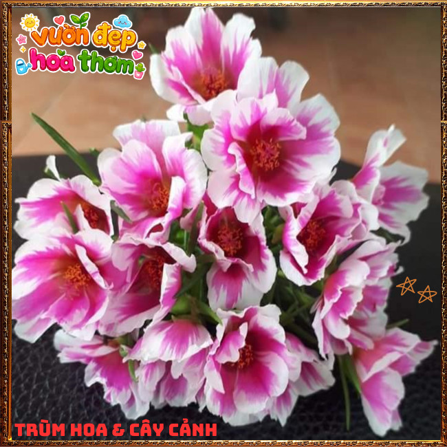 Cành Hoa Mười Giờ THÁI ĐƠN SONG HỶ Siêng Hoa Nở Rộ Rất Xinh ️📩 Hoa Mười Giờ Bonsai & Phụ Kiện