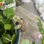 Động Vật Rùa Nhựa Treo Chậu Cho Sân Vườn Ban Công Sân Nhà Hộp Đựng Thực Vật Trang Trí VN