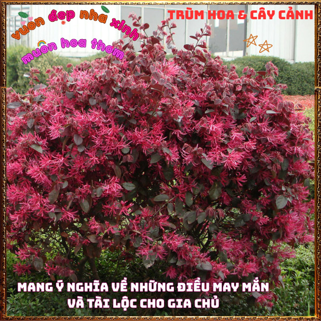 Chậu Cây Hồng Phụng Cực Kỳ Đẹp Cả Lá Và Hoa Rực Rỡ Biểu Tượng Hạnh Phúc✳️TRÙM HOA VÀ CÂY CẢNH