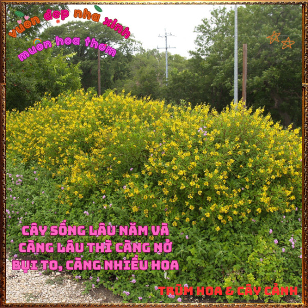 Chậu Cây KIM ĐỒNG VÀNG Nở Rộ Quanh Năm Từ Gốc Tới Ngọn Siêu Rực Rỡ ️📩 Hoa Mười Giờ Bonsai & Phụ Kiện