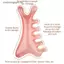 VFZ Body Meridian Massageb Nhựa Năm Răng Rộng Châm Cứu Trị Liệu Tuần Hoàn Máu Chống Tĩnh Điện Mịn Tóc OTE