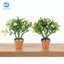 Hoa Trắng Thu Nhỏ Cây Xanh Chậu Cây Cảnh Trang Trí Cho Nhà Búp Bê Trang Trí Máy Tính Để Bàn Mô Phỏng Chậu Hoa Cho Khu Vườn Mini VN