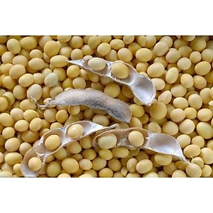 10KG ĐẬU NÀNH sạch (đỗ tương, đậu tương) hàng chuẩn đẹp _ đậu nành giá sỉ _ đậu tương giá rẻ_ nongsangiasi _ _