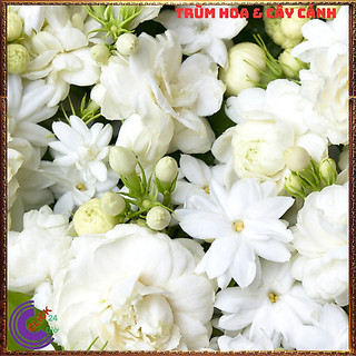 Chậu hoa lài ta lài làm trà thơm ngát hoa nhài nhiều công dụng 🌷Yêu Nhà Yêu Hoa