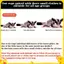 4 Thú Cưng Nhỏ Dây Đeo Ngực Hamster Sóc Dây Xích Chống Cắn Lực Kéo Dây Đường Glider Chống Gió Đặc Biệt Chống Mất Dây