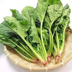 Hạt Giống Rau Cải Bó Xôi Chịu Nhiệt Gói 10 Gam Hạt, RẤT NHIỀU DINH DƯỠNG