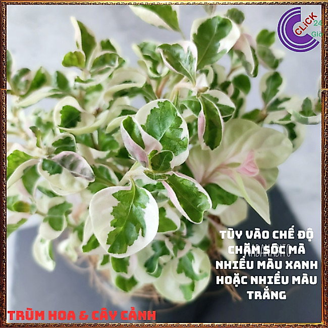 CHẬU CÂY CẨM THẠCH TRƯỜNG SINH THU HÚT TIỀN TÀI ĐEM LẠI MAY MẮN ⏰Hoa Mười Giờ Bonsai & Phụ Kiện