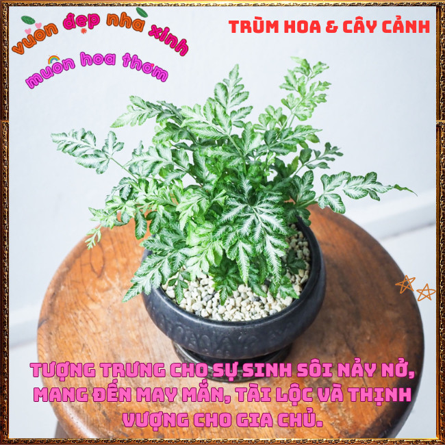 Chậu Cây Dương Xỉ Victoria trồng trong nhà xinh xắn siêu đáng yêu💡Hoa Mười Giờ Bonsai & Phụ Kiện