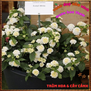 Chậu hoa TRÂM Ổi TRẮNG Thân Đứng rất thơm Ngũ sắc Lá to Nhanh Lớn️🎊 Hoa Giống Mới Siêu Đẹp, Dễ Trồng