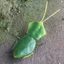 Mô phỏng xuyên biên giới cho trẻ em Mô hình côn trùng hoang dã Stifler Leaf Back Mantis Leaf Mantis Tricky Toy Đồ trang trí nhận thức Chiều cao 2cm