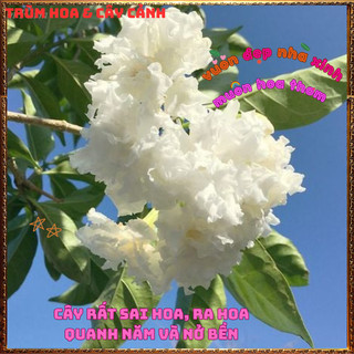Chậu Hoa LÀI NỮ HOÀNG Bông To LÀI TUYẾT Tuyệt Đẹp Thơm Quanh Năm 🕰 VƯỜN HOA CỔ TÍCH