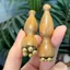 ORDOBOX Gua Sha Tool, Massage mặt Lotus Seedpod Shape Lotus Seedpod Massage, Chăm sóc da Massage Stick Dụng cụ massage mặt Dụng cụ làm đẹp