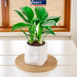 MAKY Mini Tự Tưới Hoa Nồi Cá Nhựa Chậu Cây Tự Tưới Cây Chậu Bình Để Trang Trí Nhà Cửa VN