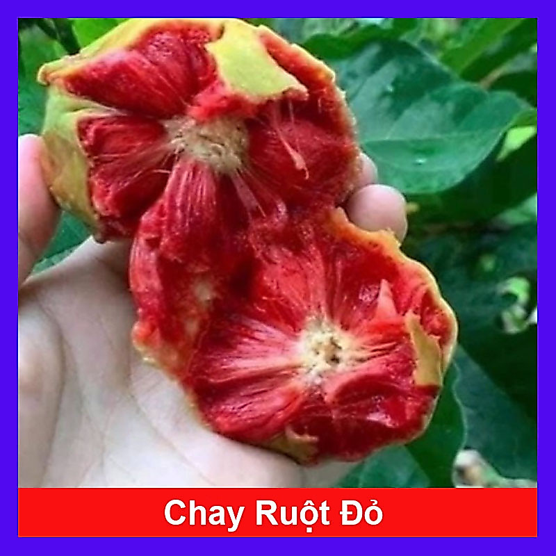 Cây chay giống ruột đỏ - chuẩn giống F1, cây giao như video
