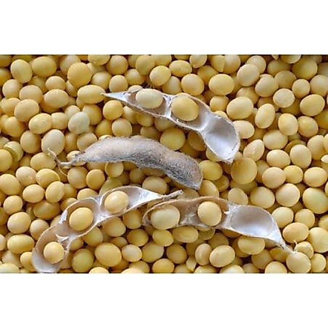 1KG ĐẬU NÀNH sạch (đỗ tương, đậu tương) _ hàng chuẩn đẹp làm sữa hạt, làm Đậu hũ (đậu phụ) _ đậu nành giá sỉ