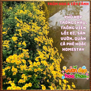 Chậu Cúc Cổ Trà Thơm Mùi Mật Ngọt Chịu Nắng Dễ Trồng Cây Khỏe Mạnh️📦 Làng Hoa Sa Đéc