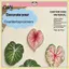 B & N Lá Coaster Acrylic Cách Nhiệt Miếng Lót Trang Trí Placemat Bàn Cốc Thảm Trang Trí Bàn Phụ Kiện Trang Trí Phòng.