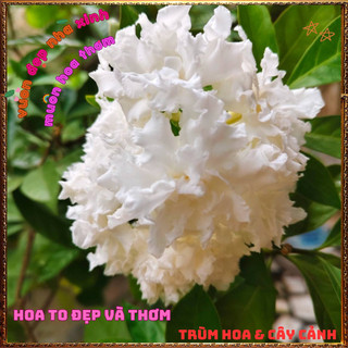 Chậu Hoa LÀI NỮ HOÀNG Bông To LÀI TUYẾT Tuyệt Đẹp Thơm Quanh Năm 🕰 VƯỜN HOA CỔ TÍCH