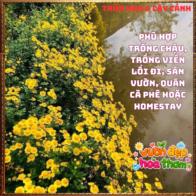 Chậu Cúc Cổ Trà Thơm Mùi Mật Ngọt Chịu Nắng Dễ Trồng Cây Khỏe Mạnh️📣 Hoa Mười Giờ Bonsai & Phụ Kiện