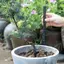 COD Cây sục khí Ống trồng cây Chèn Ống thông gió Rootlet Rot Phòng chống nước cho tất cả các loại Chậu hoa MỚI
